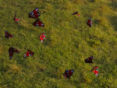 butterfly animation Low-poly 3D model