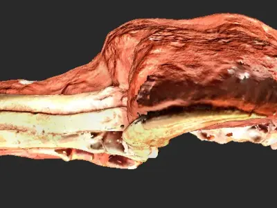 Clay Raptor Claw Model 3D model