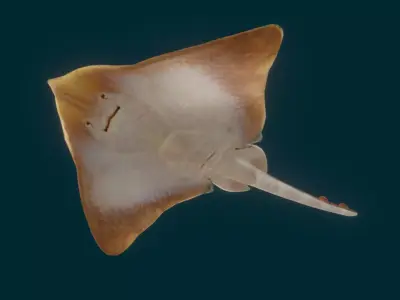 Realistic Ray 3D model