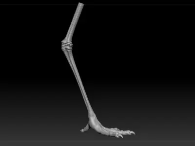 The noble and pure white egret 3D model