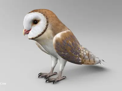 Barn Owl - Folded Wings 3D model