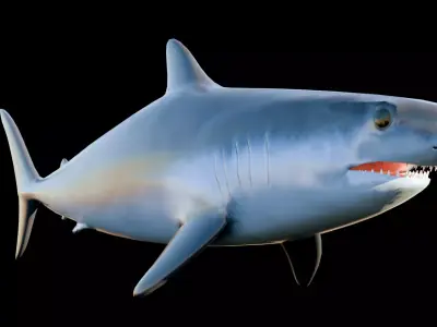 Mako Shark - Low Poly-Rigged 3D model Low-poly 3D model