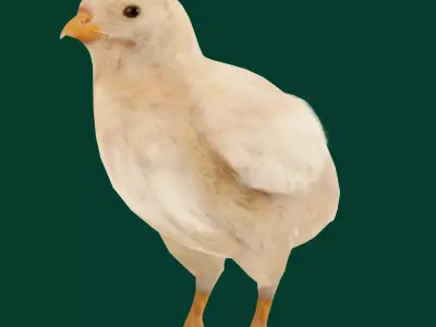 Baby Chicken Animal Low-poly 3D model