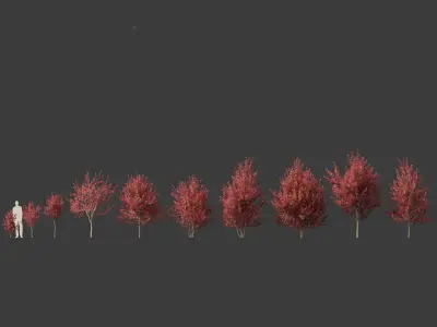 Prunus virginiana - Chokecherry 02 3D model