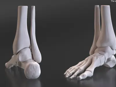 Human Foot Skeleton Model 3D model