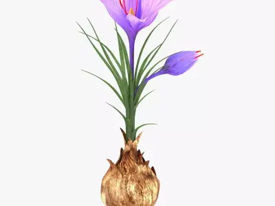 Plant Part Details Low-poly 3D model