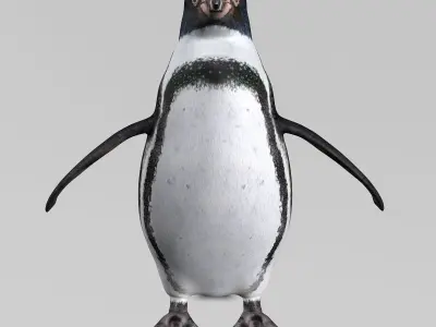 Humboldt Penguin 3D model