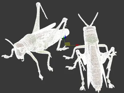 Fine locusts 3D model