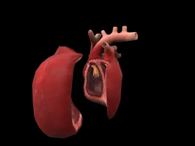 Heart Medical Science Low-poly 3D model