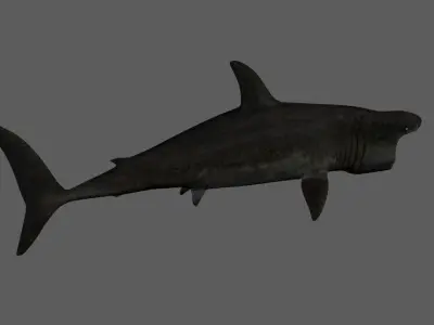 Basking-shark  Low-poly 3D model