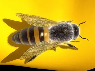 Honey Bee 3D model