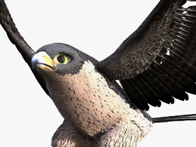 Rigged Peregrine Falcon 3D model