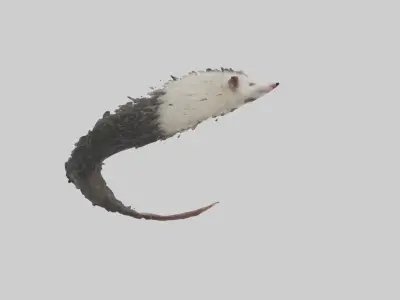 Opossum Tail Model 3D model