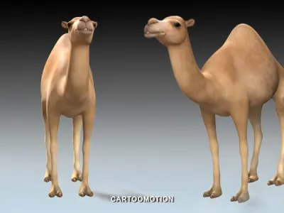 Adult Camel Free low-poly 3D model