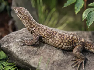 Ackie Monitor Lizard Reaistic 3D model  Rigged and Animated  Low-poly 3D model