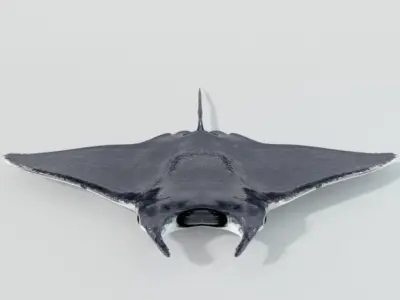 Manta Ray Low-poly 3D model