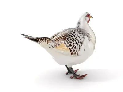 Elegant Pheasant D Model Pack for Interactive and Rendering Uses Low-poly 3D model
