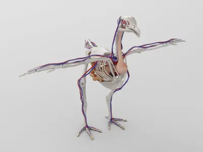 Chicken anatomy in T-pose for rigging 3D model