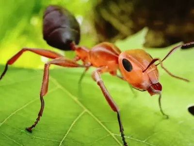 Ant 3D Animated Low-poly 3D model