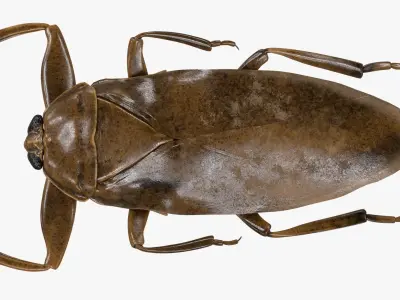 4K Giant Water Bug Low-poly 3D model