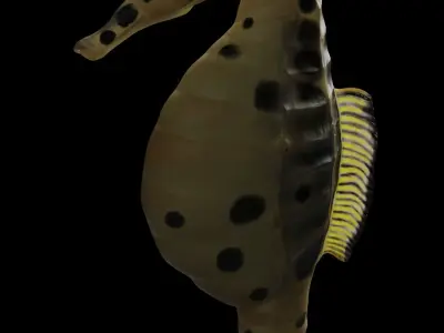 Potbelly Seahorse Low-poly 3D model
