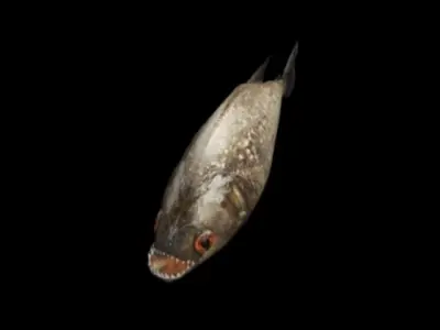 Piranha fish with teeth Low-poly 3D model