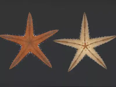 Realistic Sea Star - Starfish  Animated 3D model