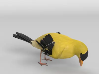 Goldfinch Animated 3D model