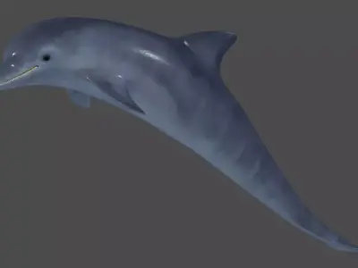 Handpainted textured dolphin 3D model