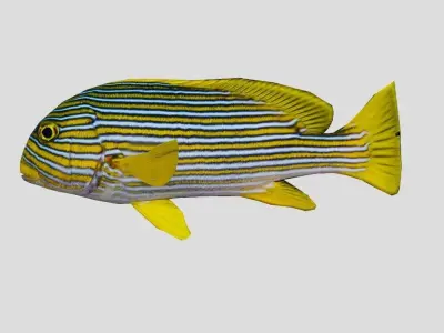 Ribbon sweetlips Low-poly 3D model