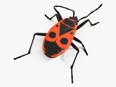 Pyrrhocoris Apterus Crawling Insect Red Black Fur 3D model