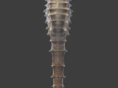 Seahorse Hippocampus Kuda Low-poly 3D model