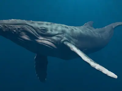 Humbpack Whale Animated Low-poly 3D model