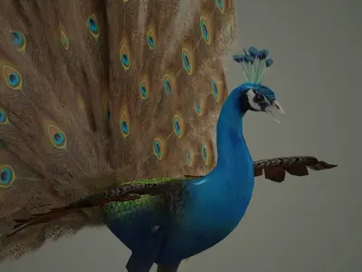 peacock bird feather textured animal wings fly colour wildlife 3D model