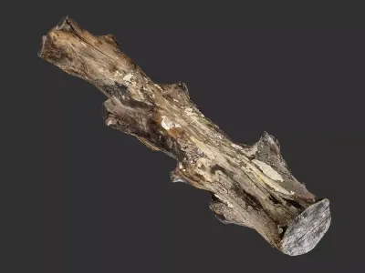 3d scan withered tree trunk in highpoly 3D model