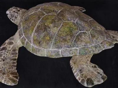 Realistic Turtle high res 3D model
