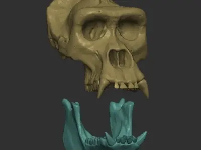 Western Lowland Gorilla Skull for 3D Print 3D model