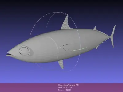 Ikan Tongkol - Mackerel Tuna Fish Free 3D print model