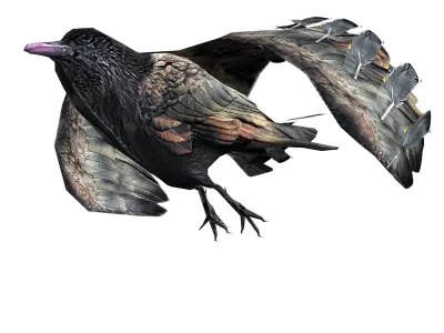 Crow Animated Low-poly 3D model