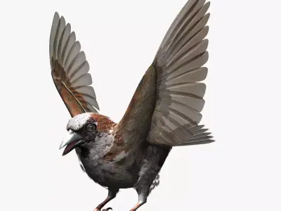 House Sparrow - rigged - animated 3D model