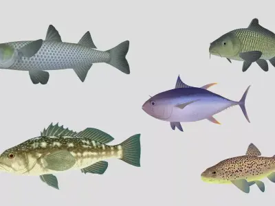 Fish Collection 05 Low-poly 3D model