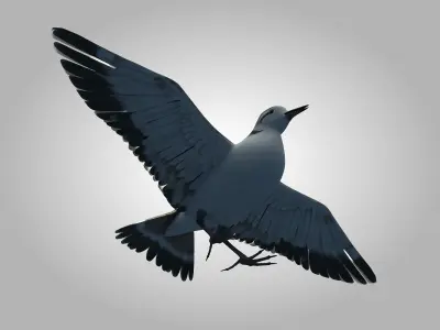 Sandpiper Ruddy Turnstone Bird Low-poly 3D model