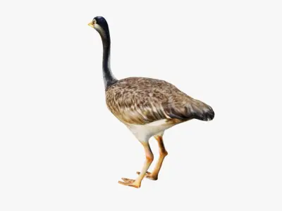 Ostrich Free 3D model