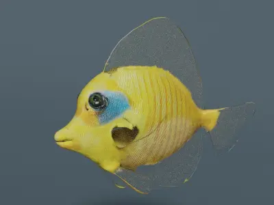 butterfly fish animated Low-poly 3D model