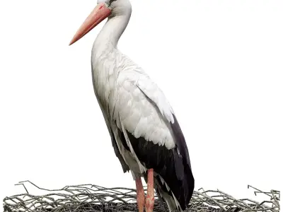 Stork in nest 3D model