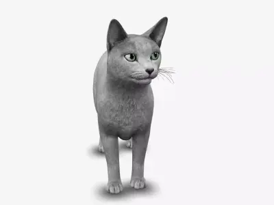 cat Russian blue 3D model