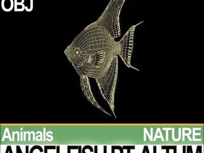 Angelfish Pt Altum 3D model