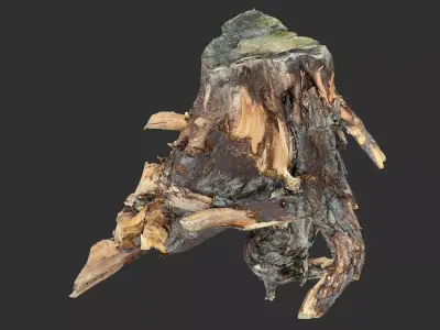 Tree Root 3D Scan 3D model