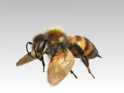 Honey Bee Animated Low-poly 3D model