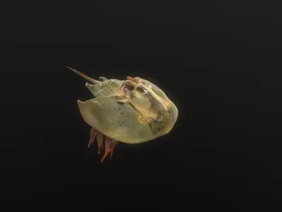Horseshoe Crab 3D model